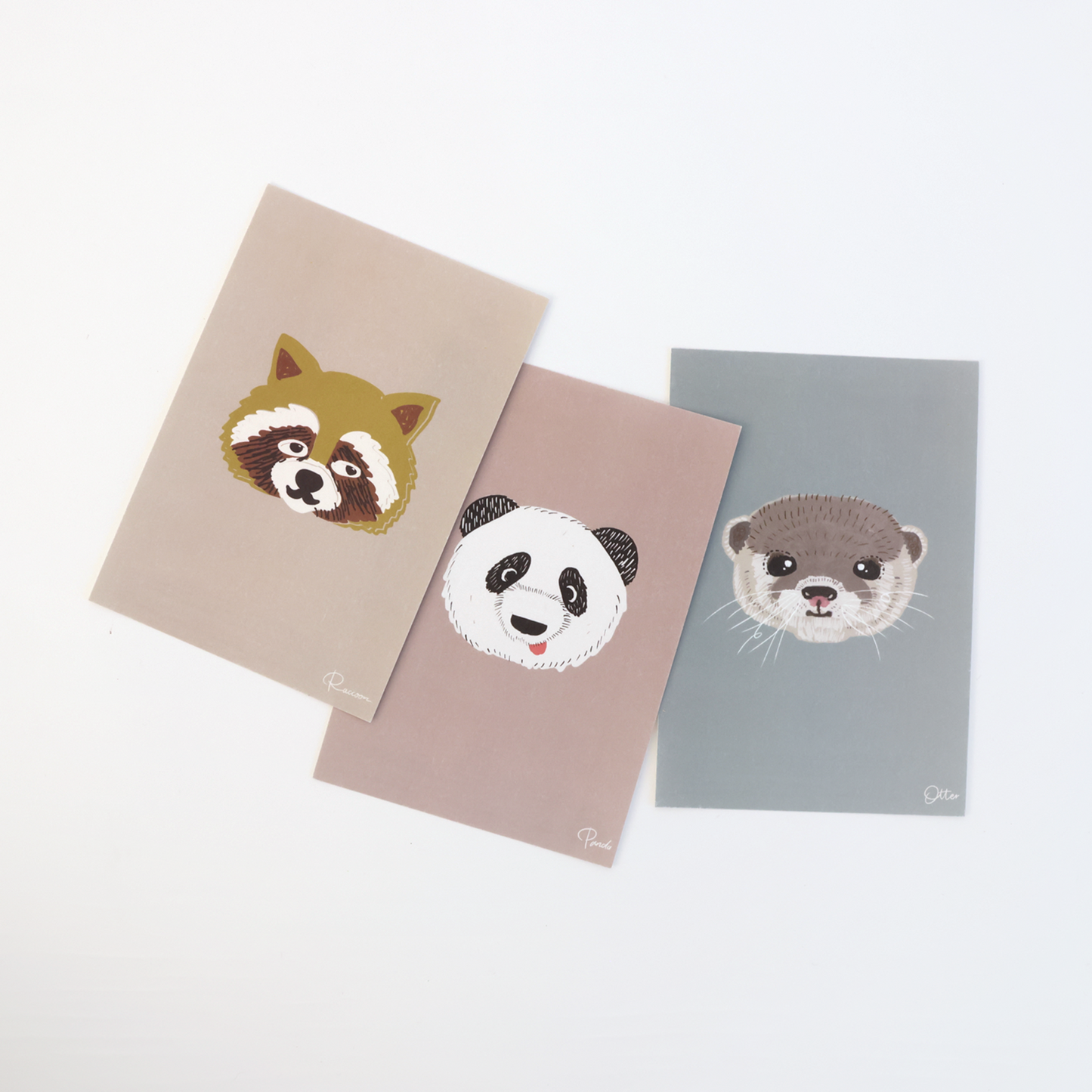Raccoon Postcard